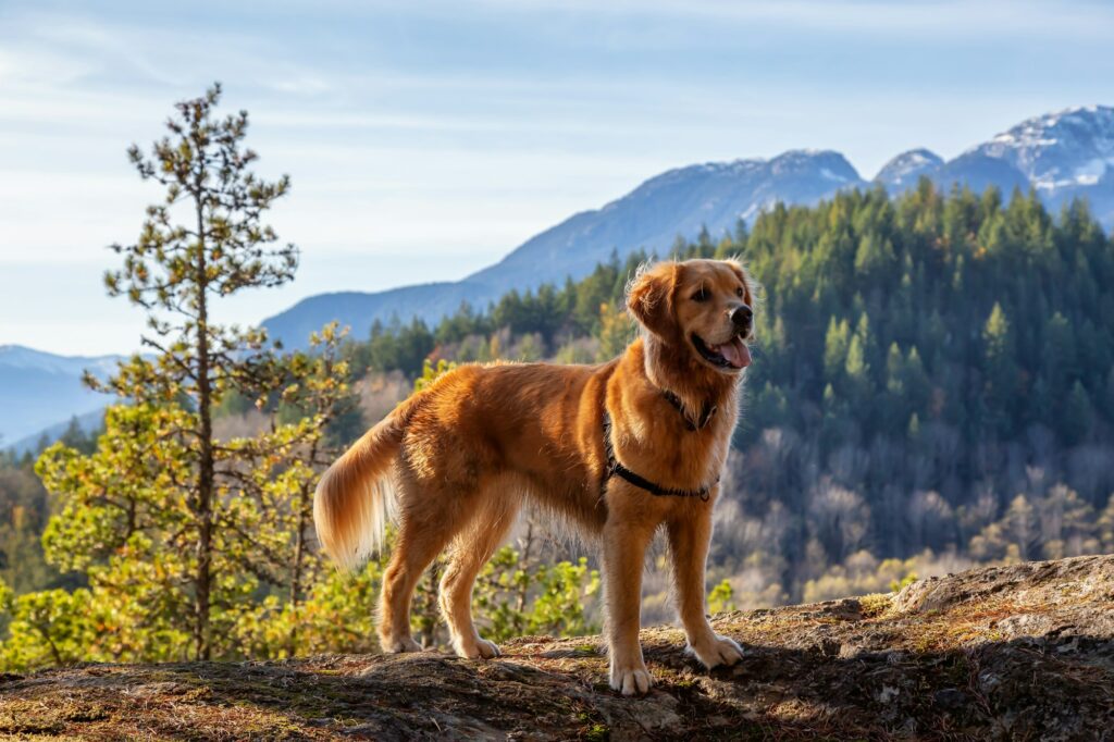 lake tahoe dog friendly vacation rentals